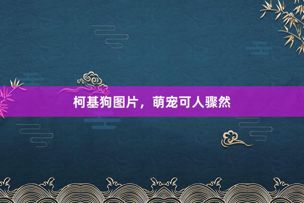 柯基狗图片，萌宠可人骤然